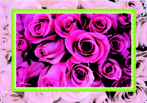 Pink roses greeting cards